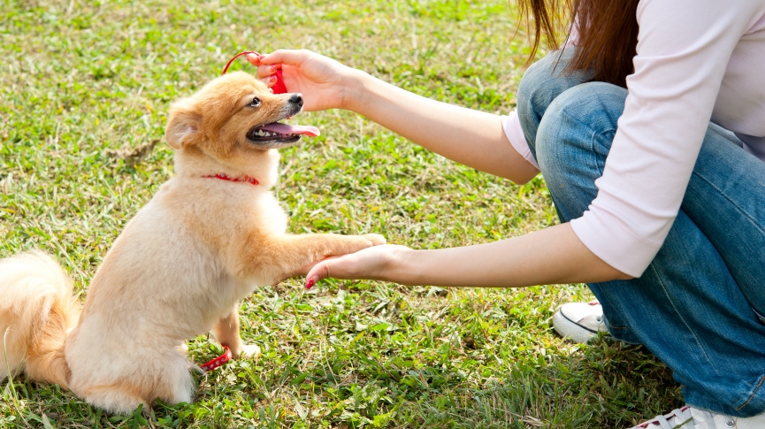 寵物領養知多D-香港狗領養指南-條件與注意事項